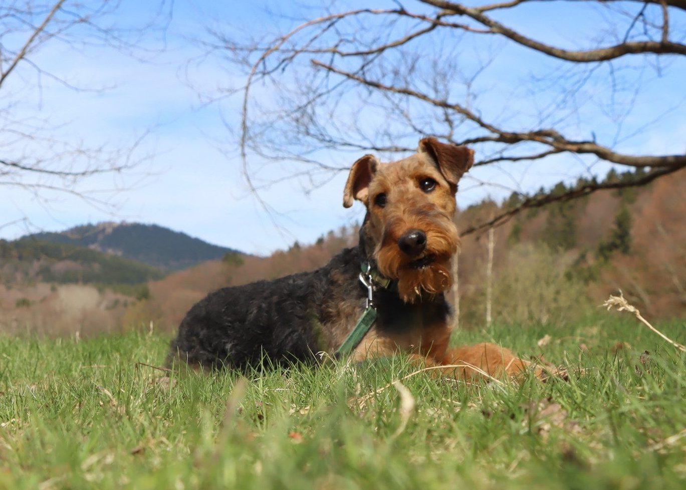 Airedale Terrier liegt auf einer Frühlingswiese vor den Hügeln der Rhön