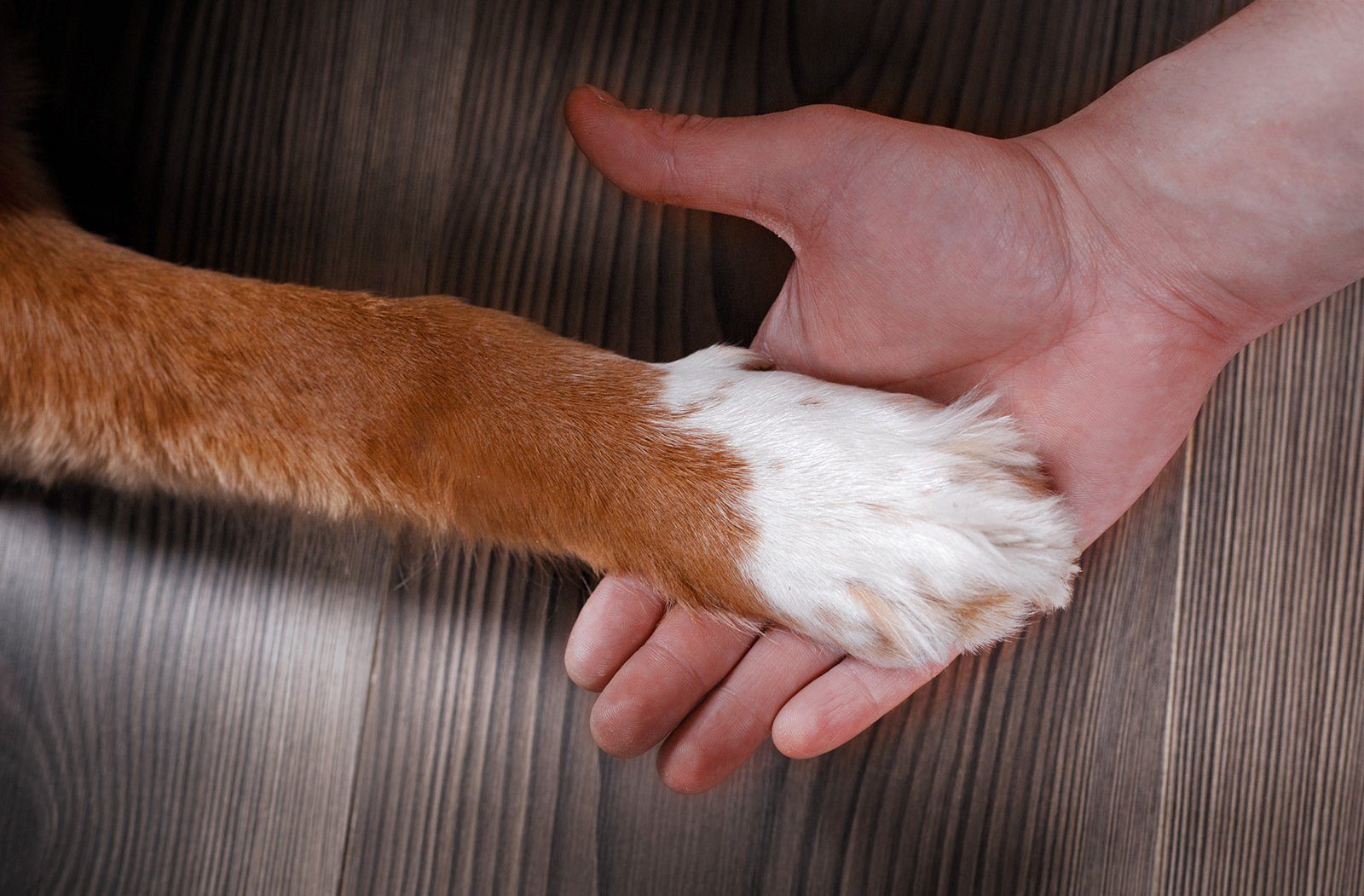 Hand eines Menschen ruht auf der Pfote eines Hundes