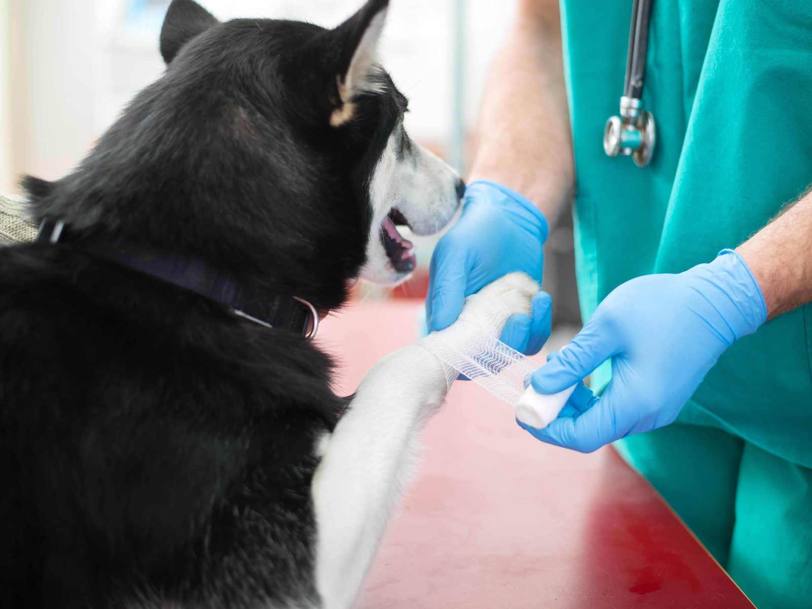 Tierärztin versorgt einen Hund mit einem Verband