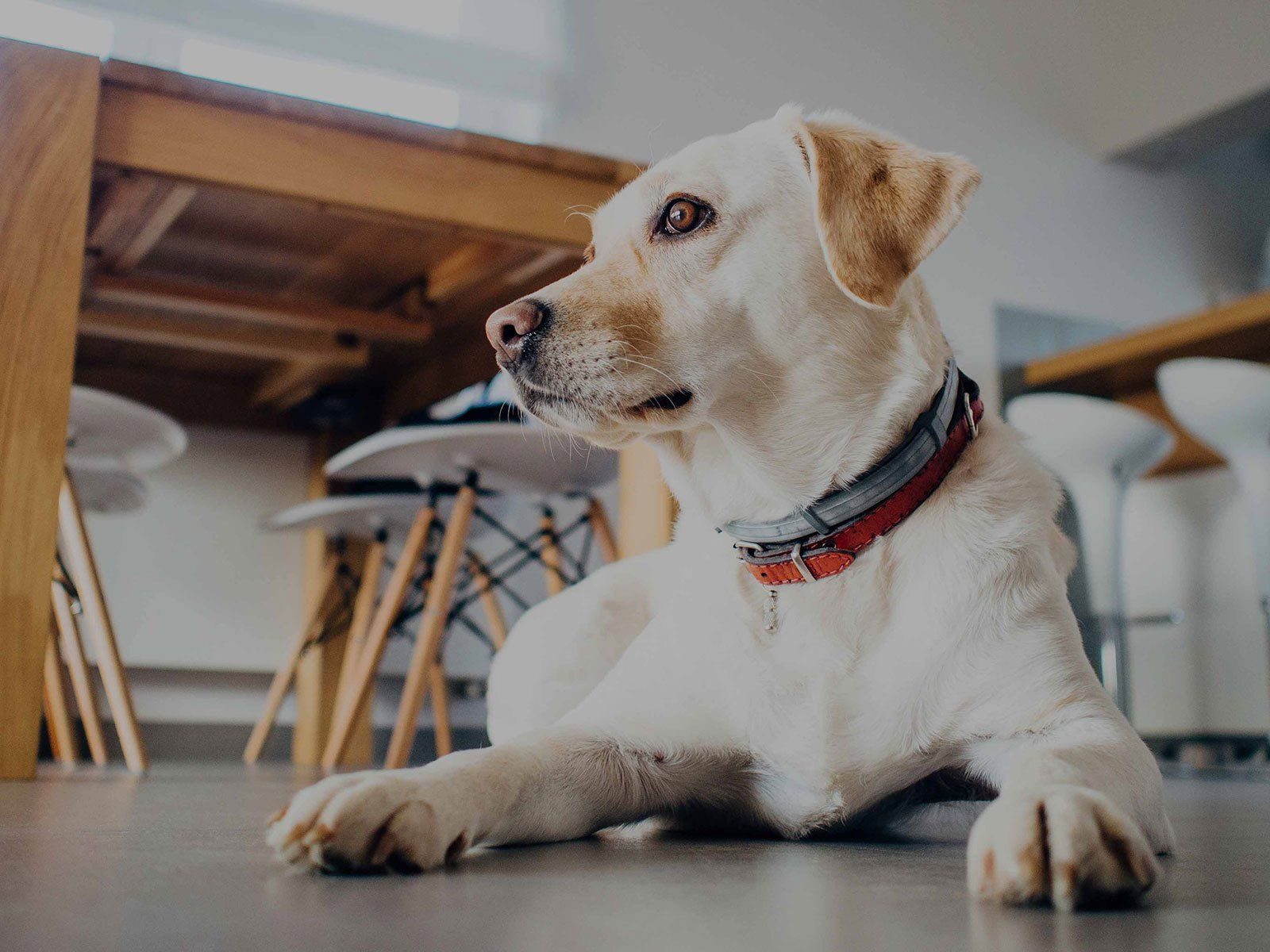 Hund wird in der Praxis untersucht